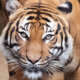 Test Test
